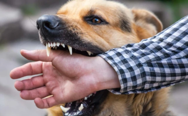 甘肃女子被骂惨？11年养八百只狗卖两套房，被质问为什么不捐给人