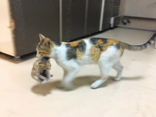 猫妈妈生完宝宝后，竟然会把孩子寄给你，原来还有这些意思