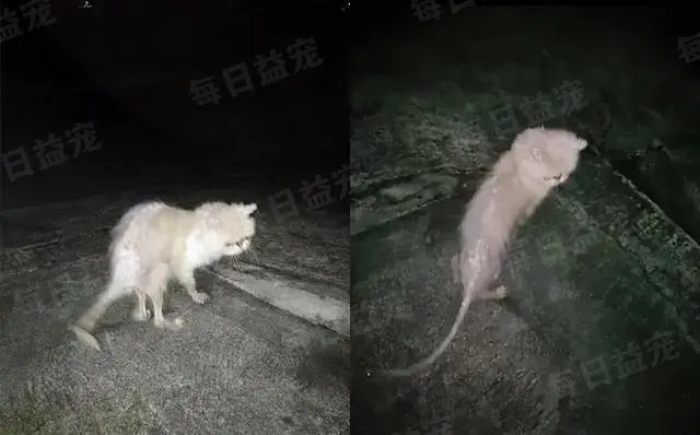 品种猫被遗弃后，日子过得有多惨？加菲猫落魄得像只大耗子