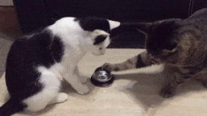 养猫咪有这几大好处，看完的人觉得“亏大”了，没有早点养！