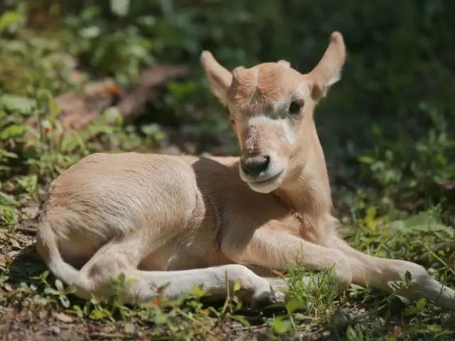 春日“毛绒玩具”上新 现开启“云发售”