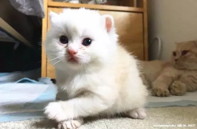 为什么老人们常说：“猪来穷，狗来富，猫来头上顶白布”？