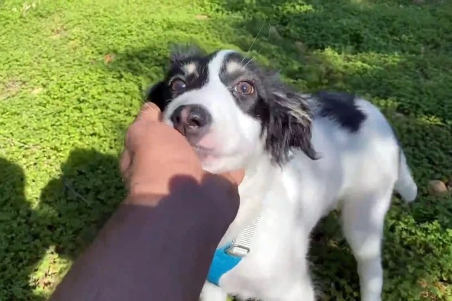 3个月的小狗被人伤害，倒在路边奄奄一息，获救后差点看不见