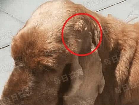 金毛头上长了朵粉红花，听完医生的话后，主人吓到腿软