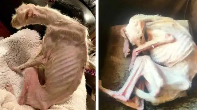 虐待宠物狗险些饿死 英国夫妇判监12周