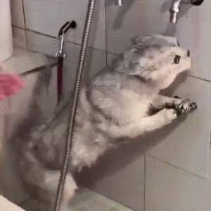 独自给猫咪洗澡，是铲屎官养猫路上的“劫难”