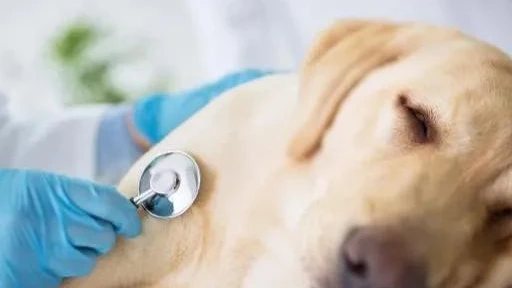 该不该给狗狗“绝育”呢？会不会太残忍？