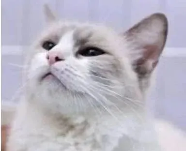 布偶猫一口气生下了19个崽 主人一看眼睛都亮了：这下赚翻了！