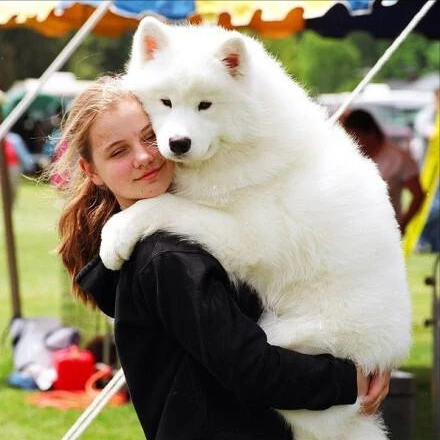 养了萨摩耶后，我的“烦恼”开始了，再也不敢养了