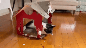 不适合“穷人”养的猫，不是看不起你，而是怕你越养越穷