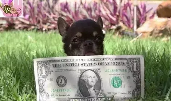 热搜上的“茶杯”马尔济斯：我可爱吗？拿寿命换的！