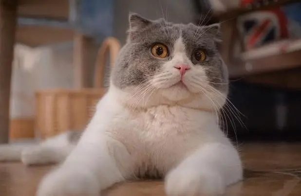 猫咪年龄换算表，你知道猫咪1岁代表人类几岁吗？