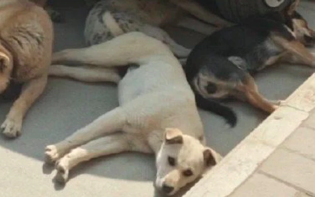 网友开车要回家，却发现车底下密密麻麻趴满了狗，让人容易误会呀