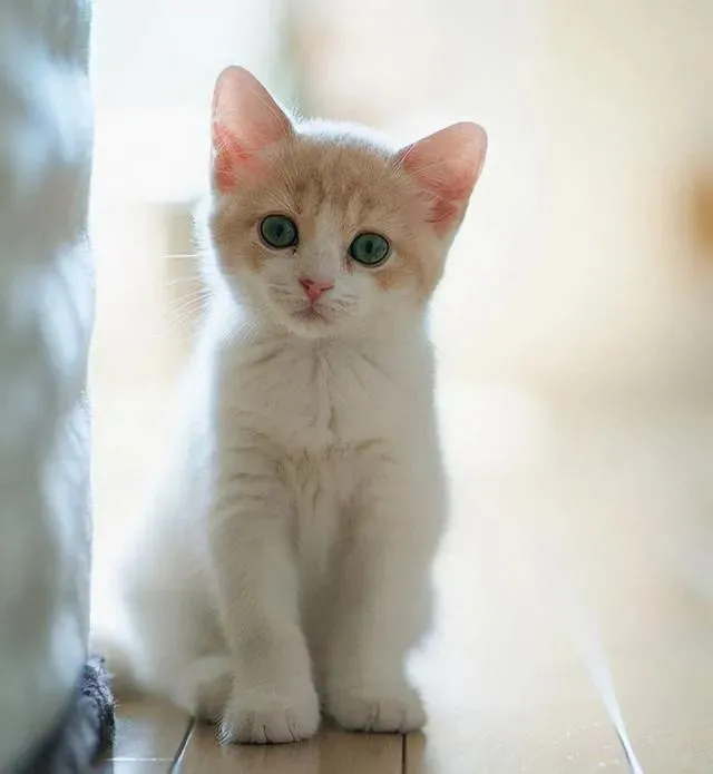 猫经｜猫咪的年龄怎么看？了解每个年龄段的特征，轻松估算猫咪多大了