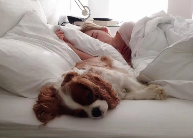 狗狗喜欢挨着主人睡觉的6个原因