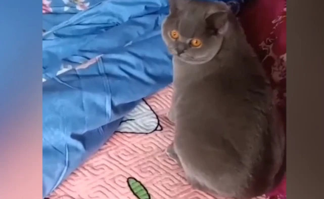 浙江宠物猫走失，主人寻回后落泪，称猫快饿死又被当垃圾丢掉