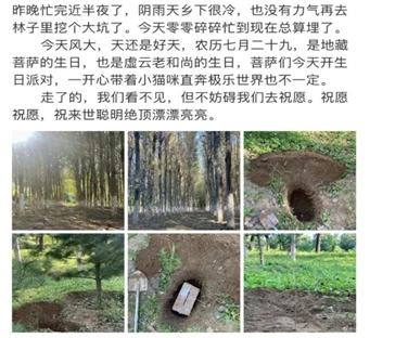 壹现场丨养猫书生患病离世 生前收留的百余流浪猫正寻新主人