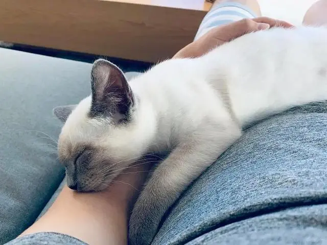 猫咪总喜欢紧挨着铲屎官睡觉，是什么心理？