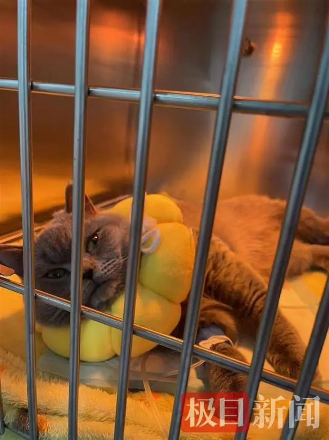 帮到底｜蓝猫绝育后患猫瘟而死，动物医院赔偿主人手术费