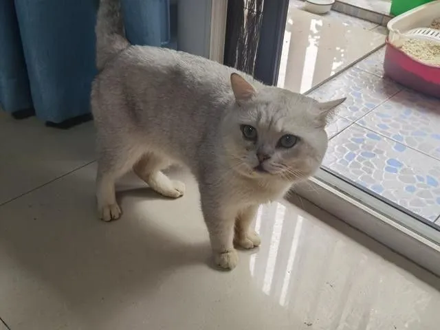 残疾猫被面馆老板救下，捉了13只老鼠报恩：业务能力挺强的呀