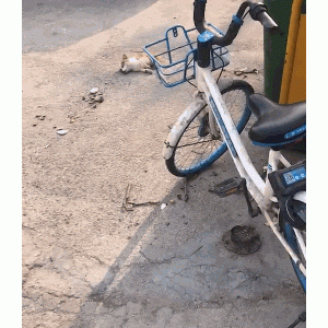 小狗躺地上不停呜咽，来往路人选择无视，在生死边缘徘徊