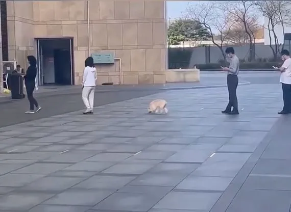 遵守规则的一米线，狗比人懂事，能够听懂人话