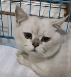 男子把骨折小猫遗弃在宠物医院门口，店主：治疗后为小猫找领养人