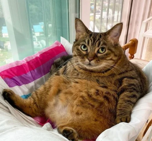 猫咪的生活要是“过得好”，从这几个信号就可以看出来