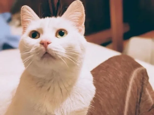 猫趣｜机智勇敢的猫妈妈，一次碰瓷就给自己和两窝小猫赢得了新生