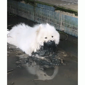 这些狗很“难养”，可不要轻易带回家！