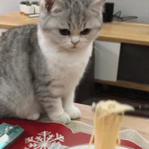 主人刚捞起一抓面，猫咪趁机伸手掏，主人：爪子有异味！