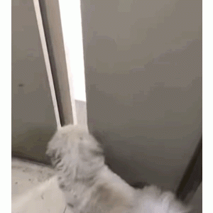 狗子自己乘电梯回家，14层楼一层一层找家，聪明哭了！