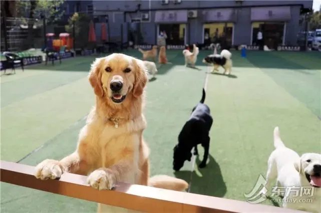 如果隔离了，“毛孩子”怎么办？他自告奋勇：“我们帮你养！”