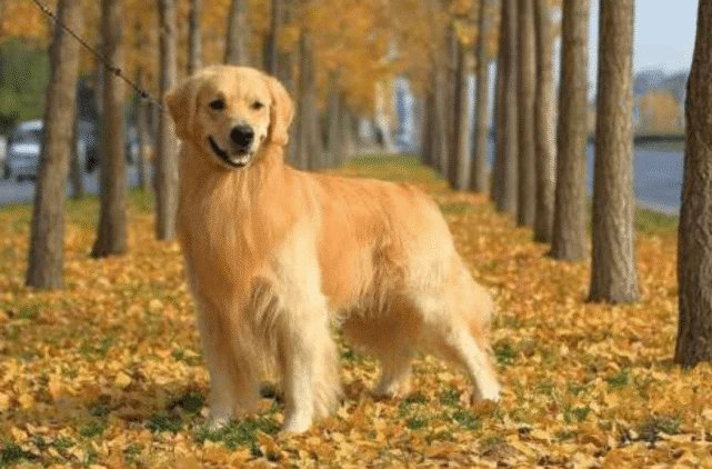 为什么感觉金毛只对人类友好？网友：你可能忘了它的另一名字