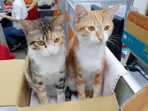 猫咪立正观察汪同事，而它的灰毛肚皮却意外成焦点！