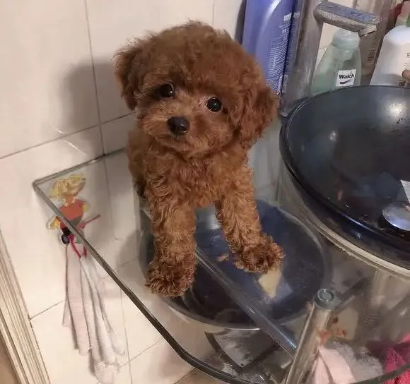 泰迪为什么招人厌烦？