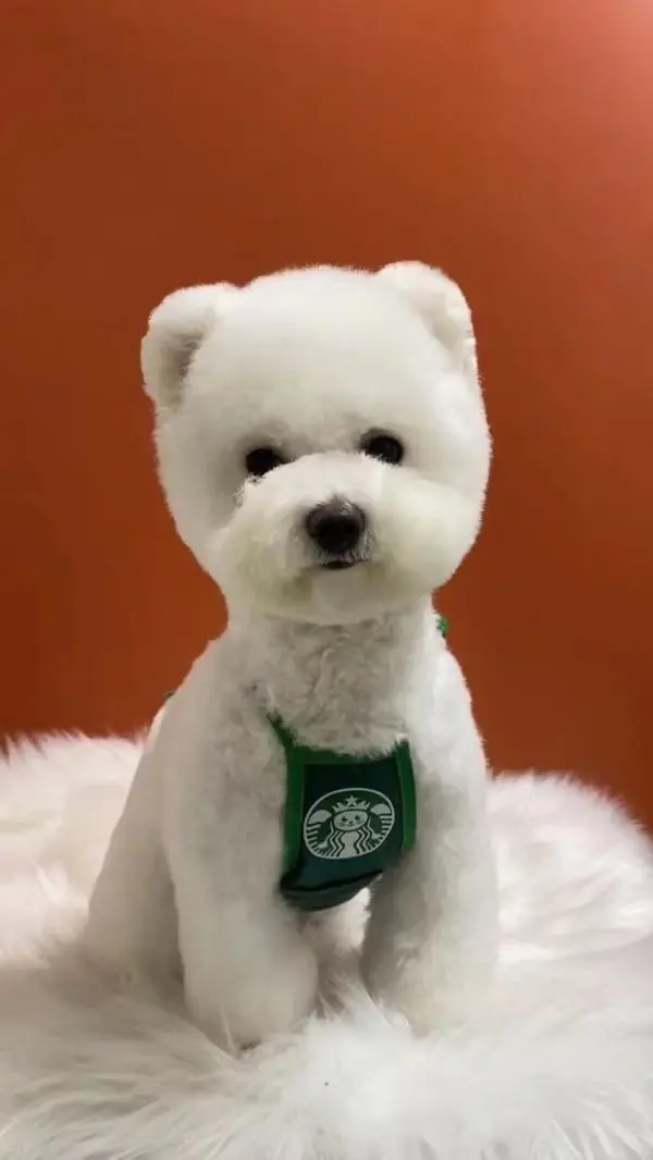 长沙小伙花6千月薪给狗狗报培训班！你也是为宠物打工的人吗？