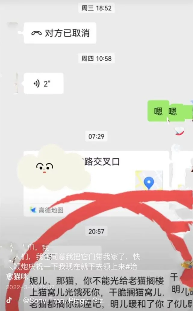 女子喂养流浪猫半年多，原主人找上门来：这是我养的猫