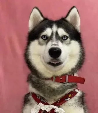 二哈被邻居送回家变全新黑狗，主人闻到臭味崩溃：你去流浪好了！