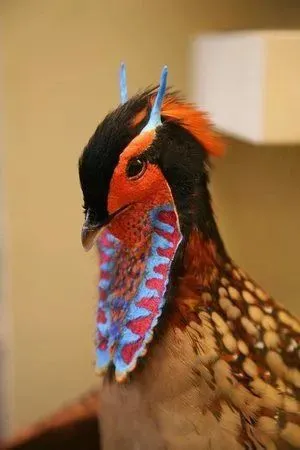 这组照片一般人看不到！