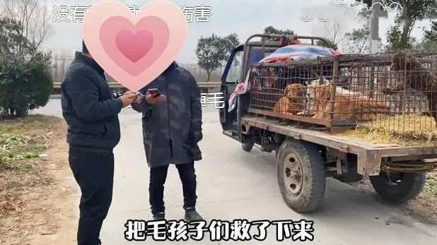 遇到1辆狗肉车，上面装满了品种犬，小伙花5400元救下所有狗