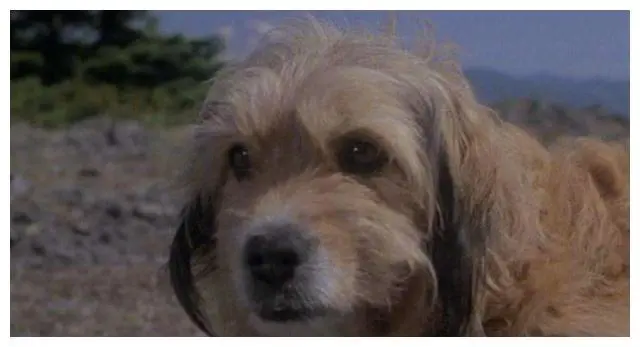 《丛林赤子心》几只小动物却演出了让人感动的故事