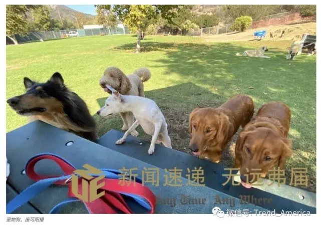 美国人最爱拉布拉多 它在洛杉矶屡屡被抢