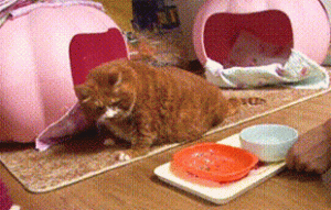 橘猫被取名叫“金针菇”，3年却胖到20斤，主人：还是叫杏鲍菇吧