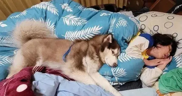 让哈士奇去叫女儿起床，结果它却跟着一起睡成人型！