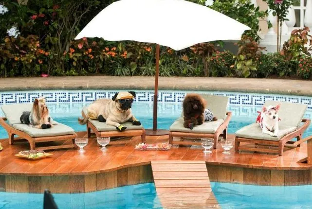 猫咪狗狗很萌，但我真的爱不起来