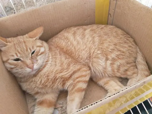 “50块钱买了只土猫，却遭群嘲”：为何养土猫不受待见？