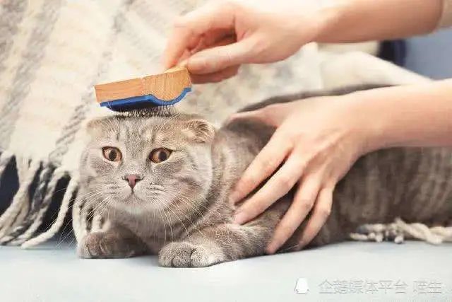 又是一年掉毛季！行走的猫型“蒲公英”上线