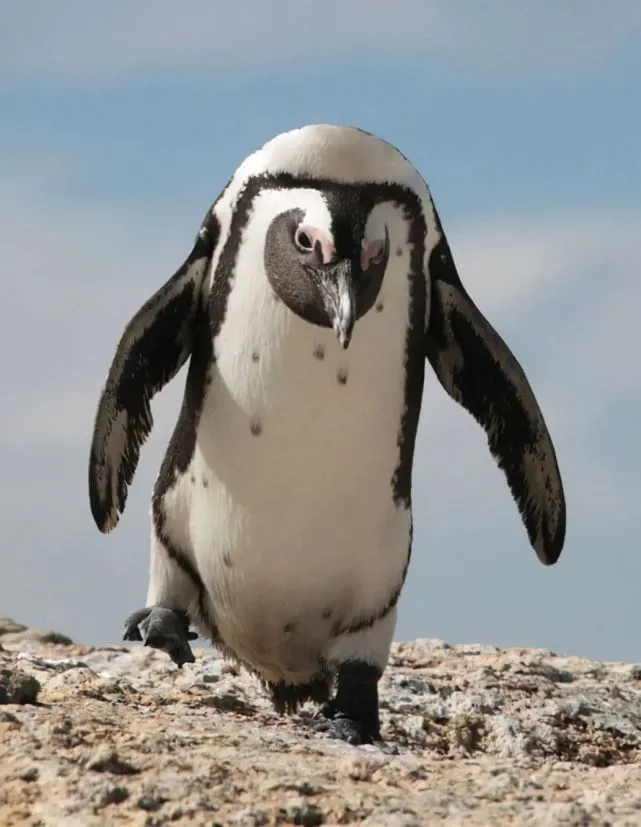 当动物没有脖子，看起来好像不太聪明呀