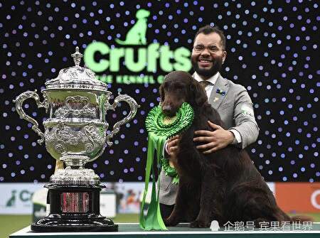 2022英国克鲁夫茨犬展 逾16000只狗参赛